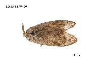 藏品(毒蛾科)的圖片